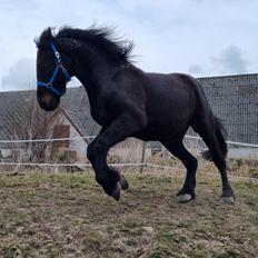 Anden særlig race Loke