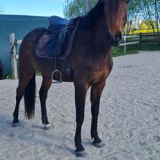 Anden særlig race Mosedalens La Prima