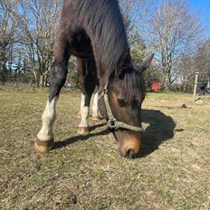 Oldenborg Torsdal's elliot