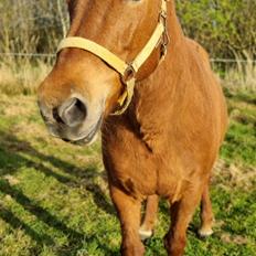 Islænder Tindra fra Russerbakken SOLGT