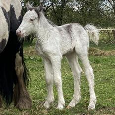 Irish Cob Lærkegaarden's Jessie