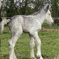 Irish Cob Lærkegaarden's Jessie