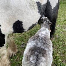 Irish Cob Lærkegaarden's Jessie