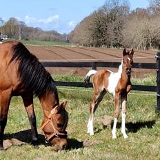 Arabisk fuldblod (OX) Rastox Sedira OX *SOLGT*