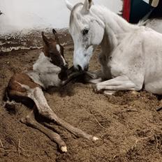 Arabisk fuldblod (OX) Sharifa Bint Jeska <3 *SOLGT*