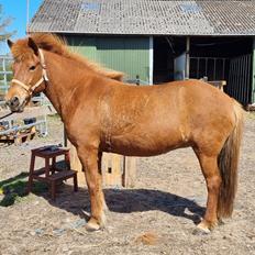 Islænder Tindra fra Russerbakken SOLGT