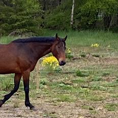 Dansk Varmblod Salina Lightfoot