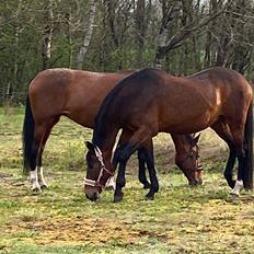 Dansk Varmblod Salina Lightfoot