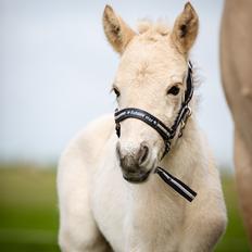 Fjordhest Theodoras Dublin