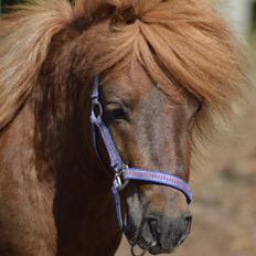 Shetlænder Egedals sprinter