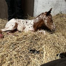 Knabstrupper Ingemanns Samoa