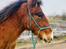 Drumhorse Borndrums Eccaira (Kaj)