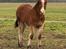 Drumhorse Borndrums Eccaira (Kaj)