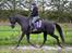 Trakehner Hebra III
