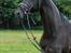 Trakehner Hebra III