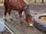 Welsh Cob (sec D) Adlais Dainamite Boom