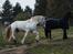 Drumhorse Eigil - Alana's Phantom