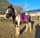 Irish Cob Phoibe