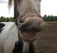 Irish Cob Peter Tullamore 