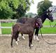 Welsh Partbred (Sec F) Struntze's Maybe Perfect 