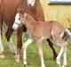 Welsh Pony af Cob-type (sec C) Noerrelide's Noble Nadina 