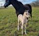 Welsh Partbred (Sec F) Struntze's Real Passion 