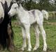 Irish Cob Lærkegaarden's Jessie