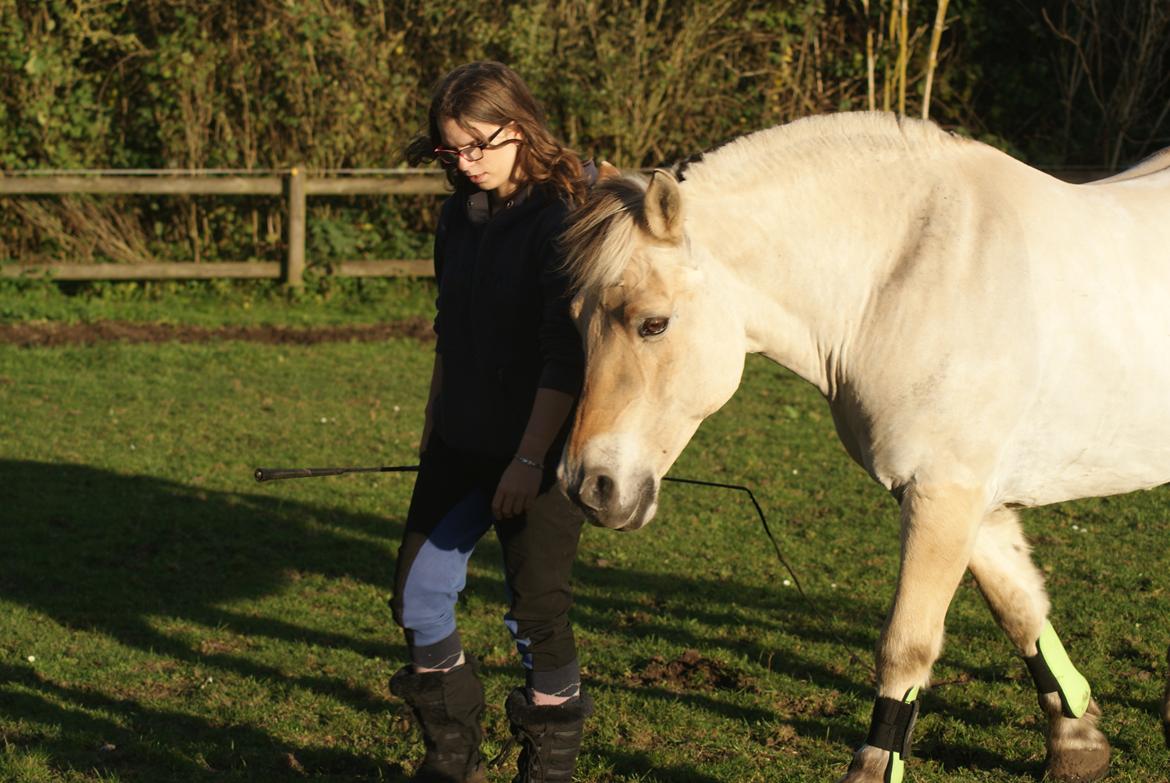 Fjordhest Krølle billede 31