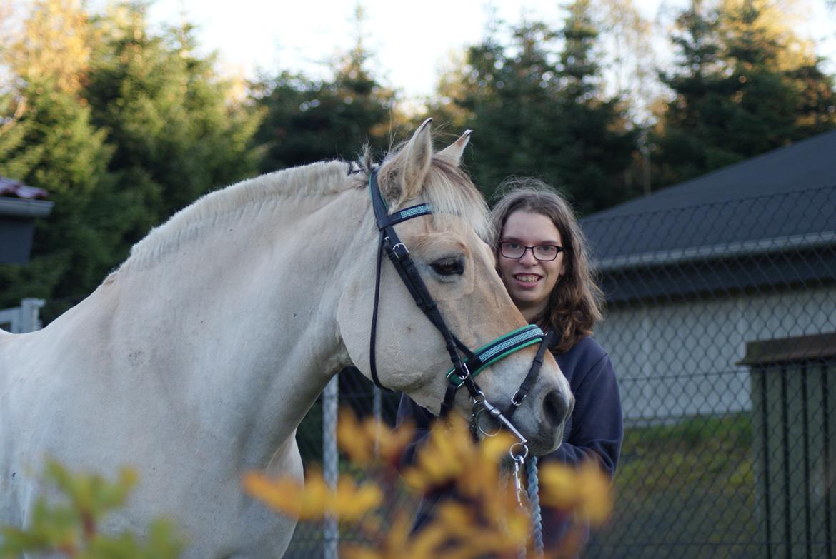 Fjordhest Krølle billede 41