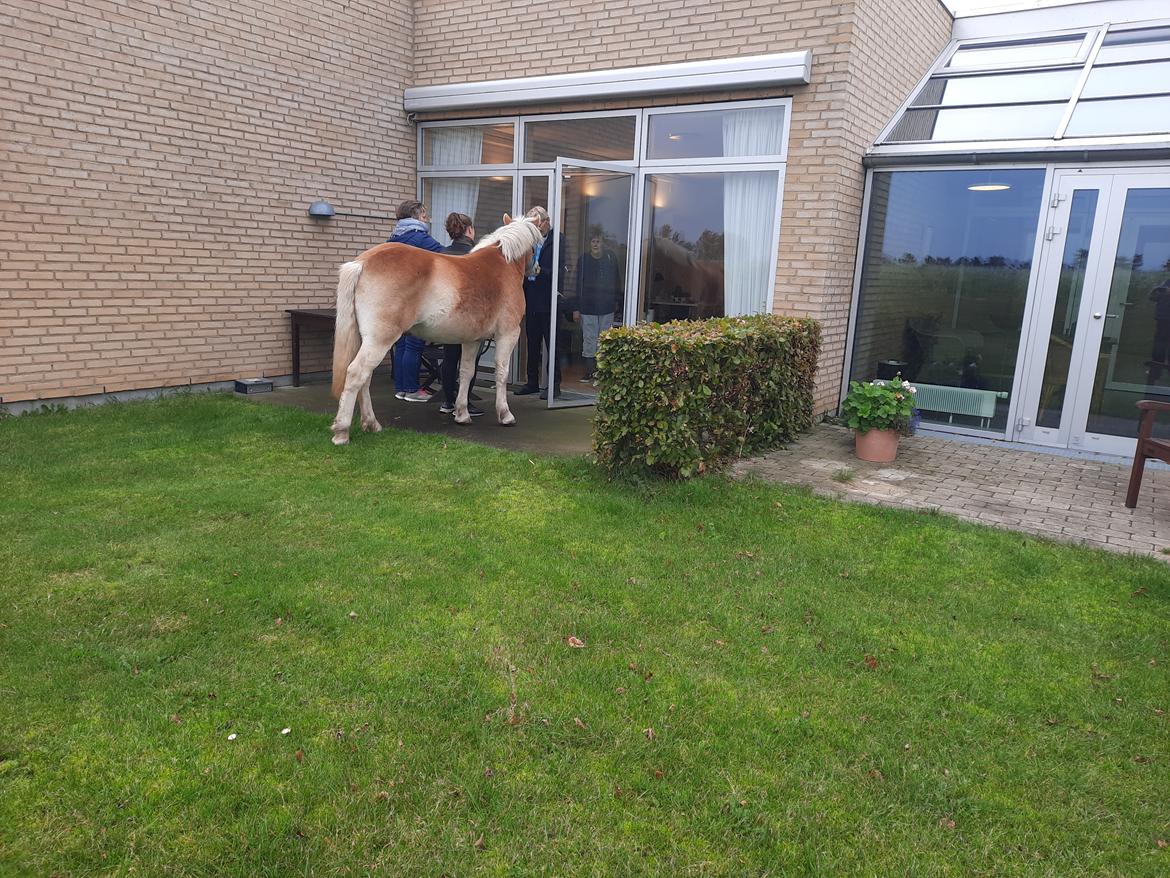 Haflinger Atle billede 9