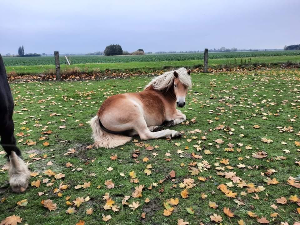 Haflinger Atle billede 10