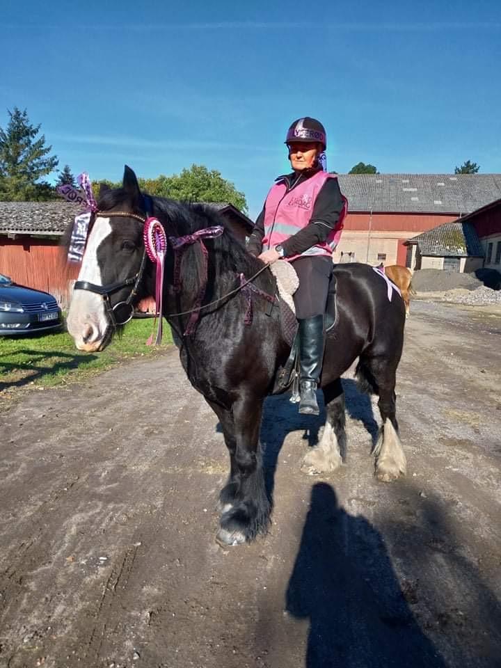 Irish Cob Colorstables flash billede 1