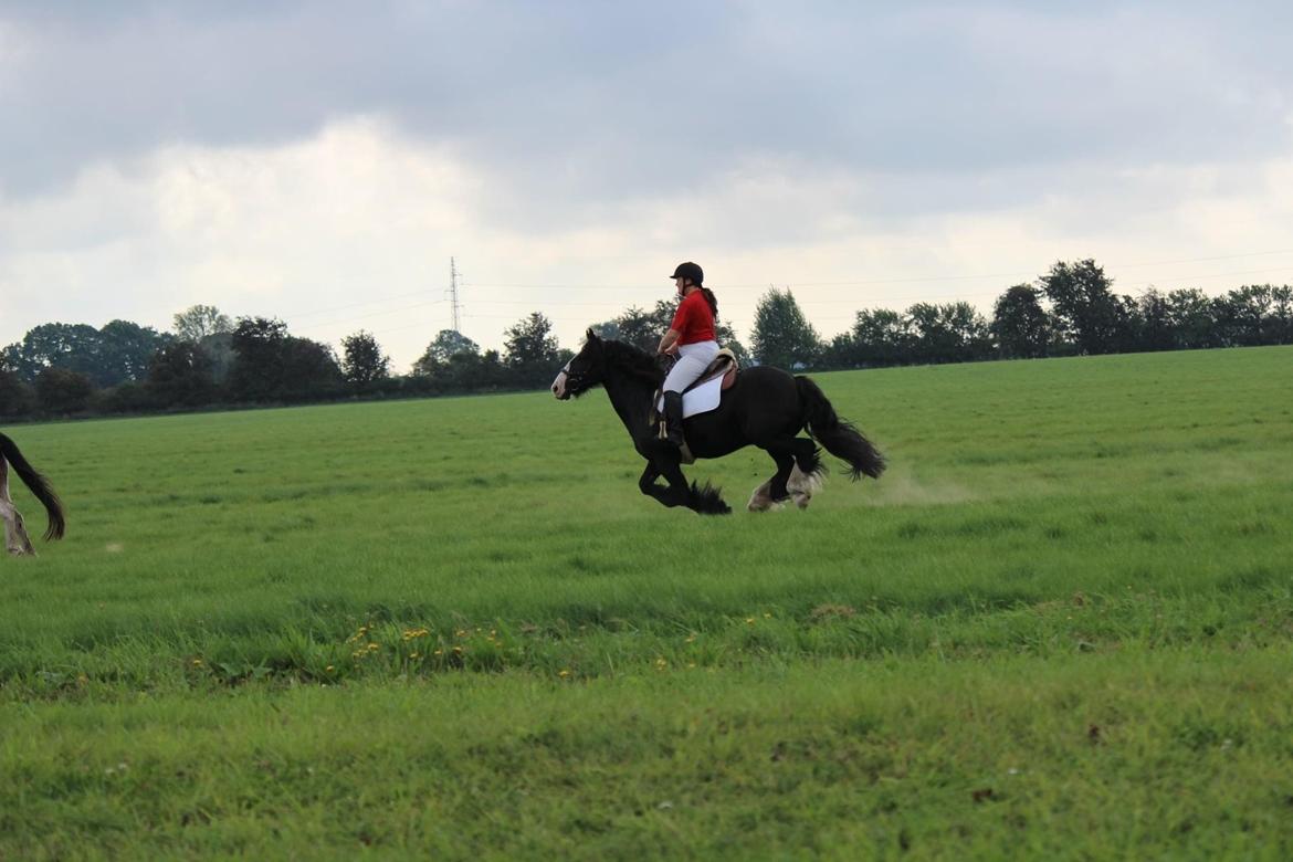 Irish Cob Colorstables flash billede 2