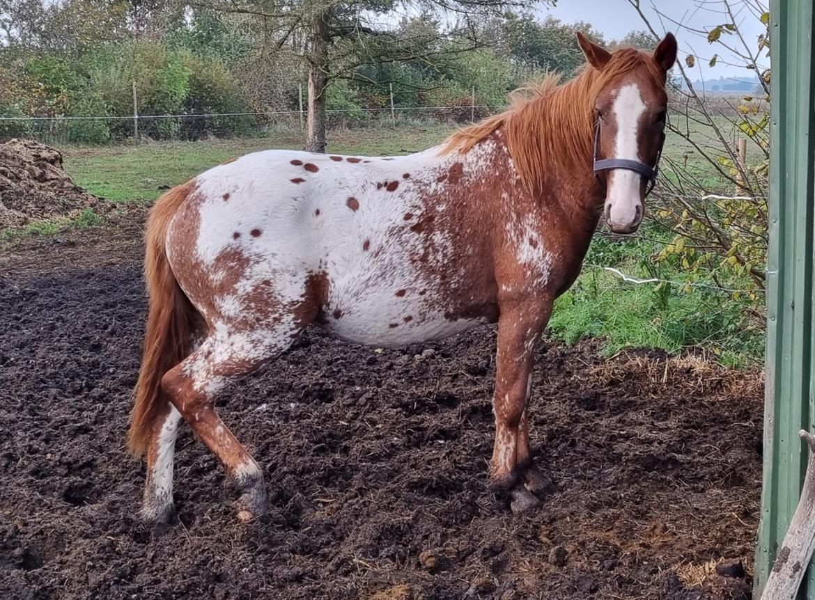 Knabstrupper Sylvester SOLGT billede 7