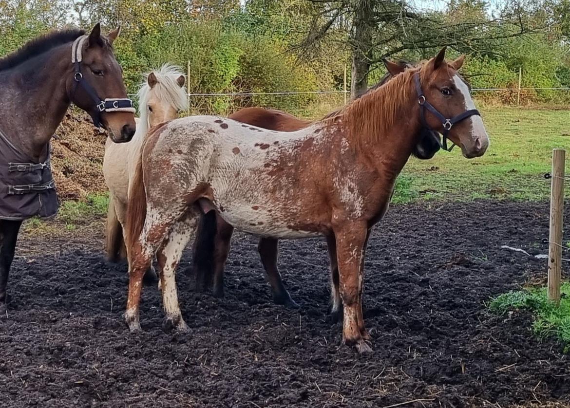 Knabstrupper Sylvester SOLGT billede 8
