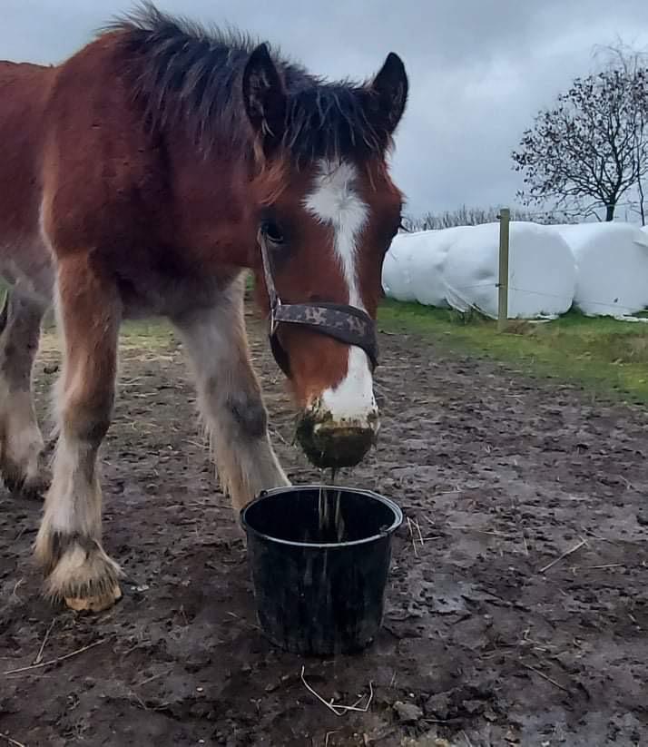 Drumhorse Borndrums Eccaira (Kaj) billede 1