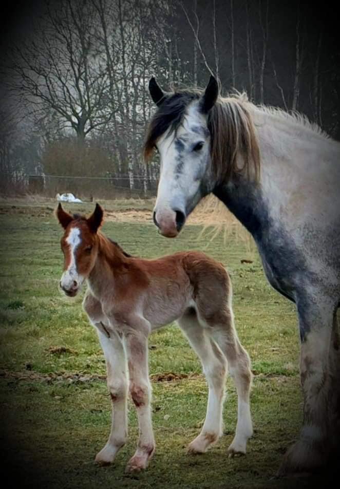 Drumhorse Borndrums Eccaira (Kaj) billede 5