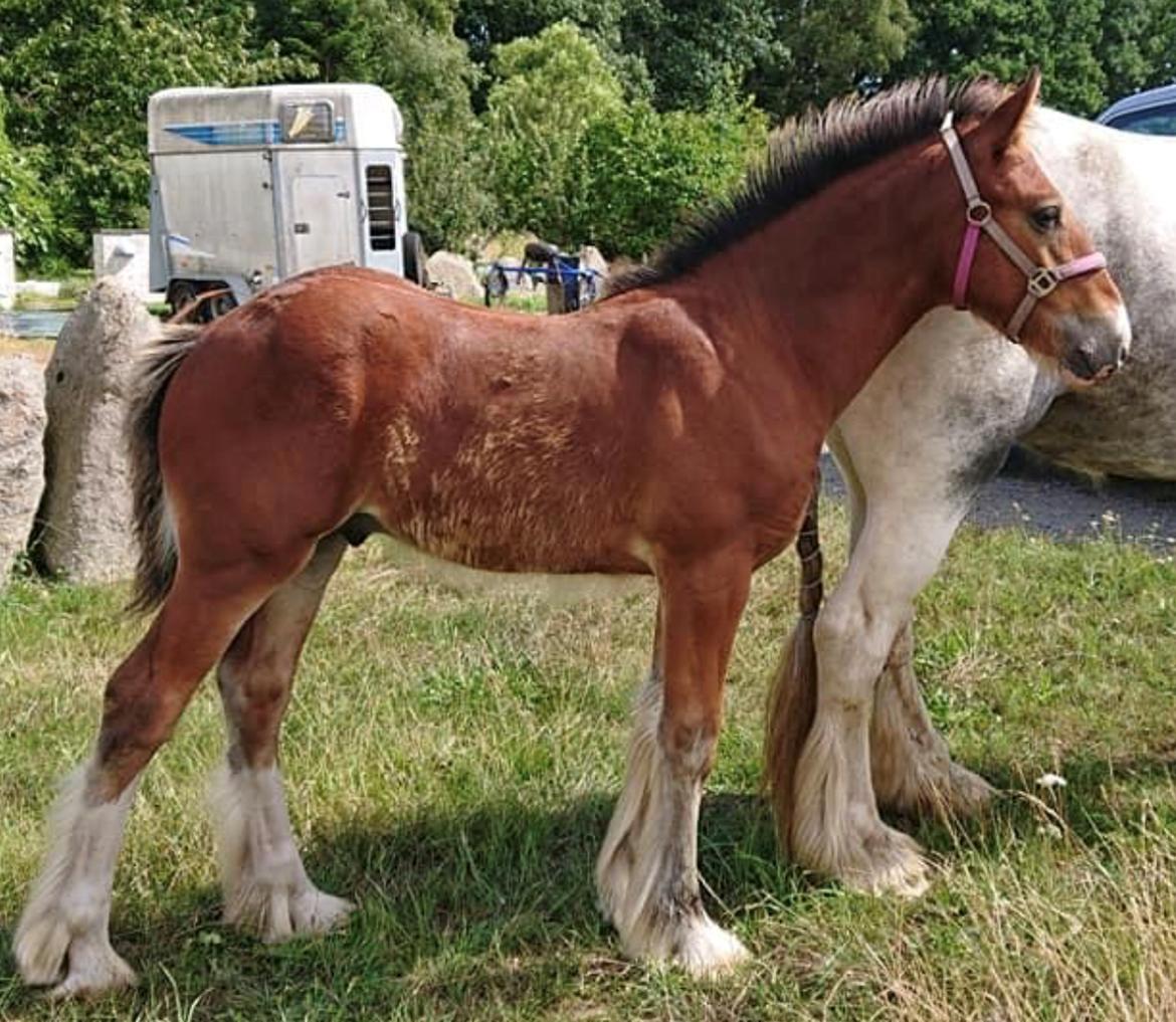 Drumhorse Borndrums Eccaira (Kaj) billede 4