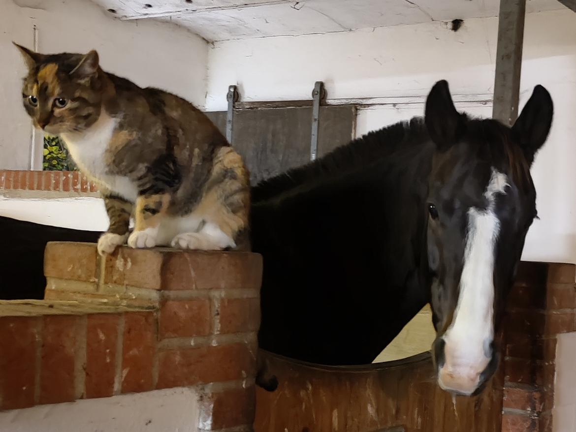 New Forest Lukas Søblink billede 15