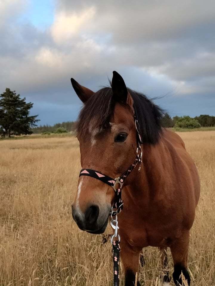 Anden særlig race linus - da vi var ved stranden billede 3