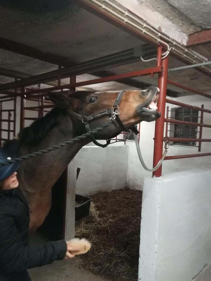 Anden særlig race linus - han er ikke vil med mine strigler de lugter billede 8