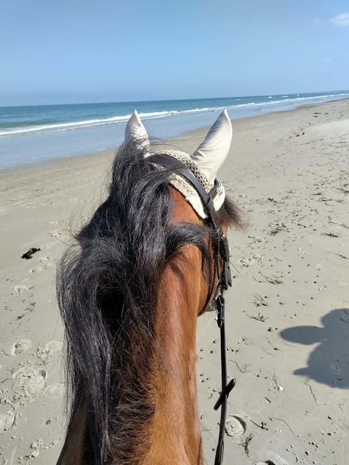 Anden særlig race linus - første gang på stranden(han kan ikke lide vand) billede 10