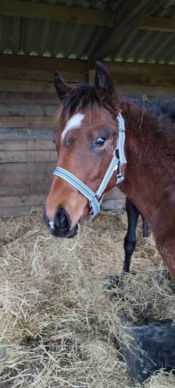 Dansk Varmblod CK' Kimberly Star - Nu er Kimberly kommet i "børnehave" sammen med 2 andre føl fra 2021 billede 15