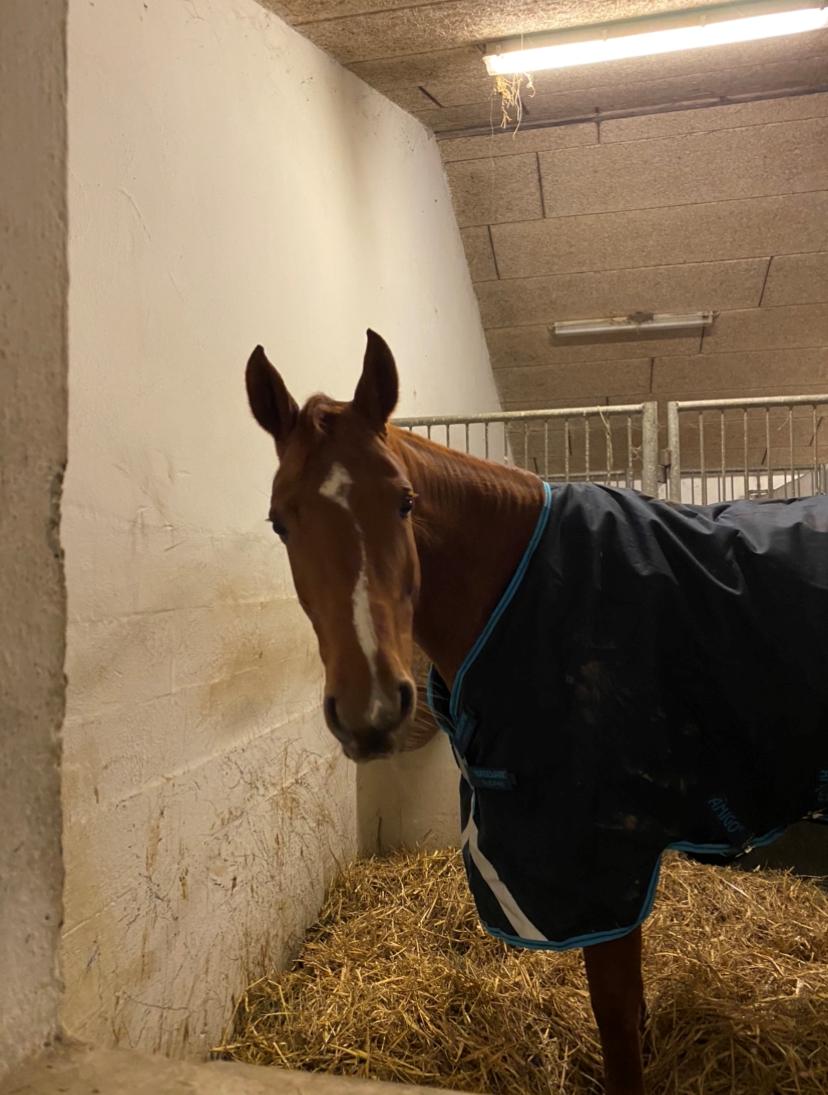 Dansk Varmblod Ali-ane billede 5