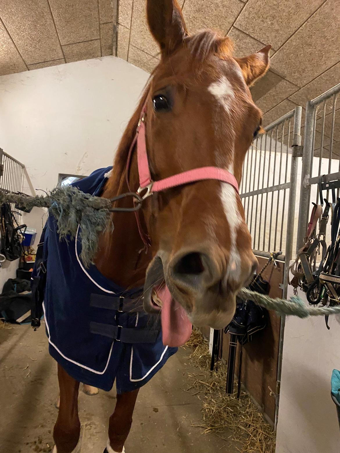 Dansk Varmblod Ali-ane billede 4