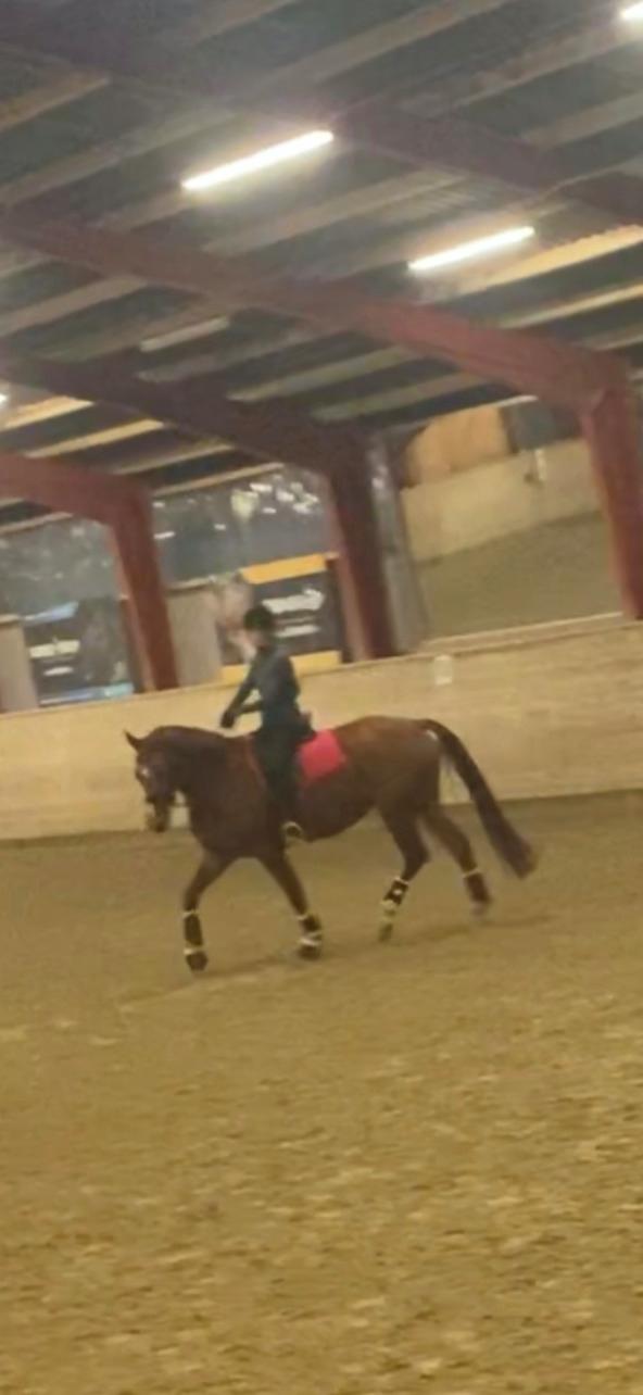 Dansk Varmblod Ali-ane billede 7