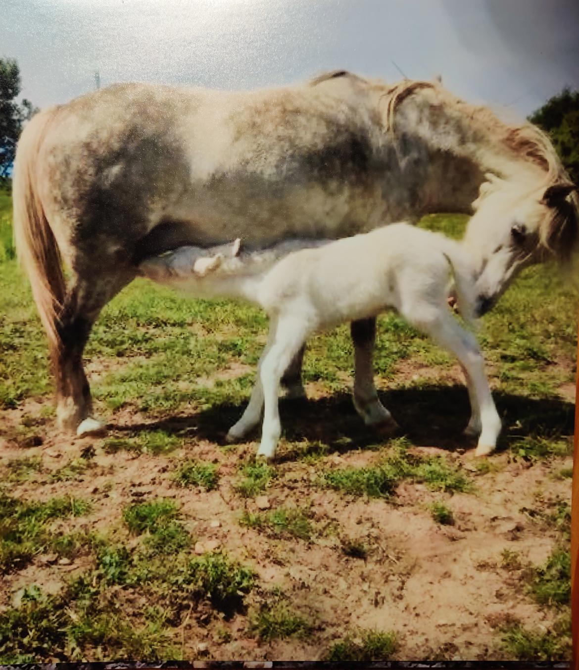 Anden særlig race Aithusa (Tøsen) billede 12