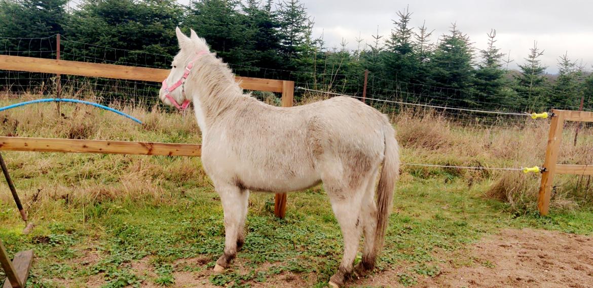 Anden særlig race Aithusa (Tøsen) billede 11