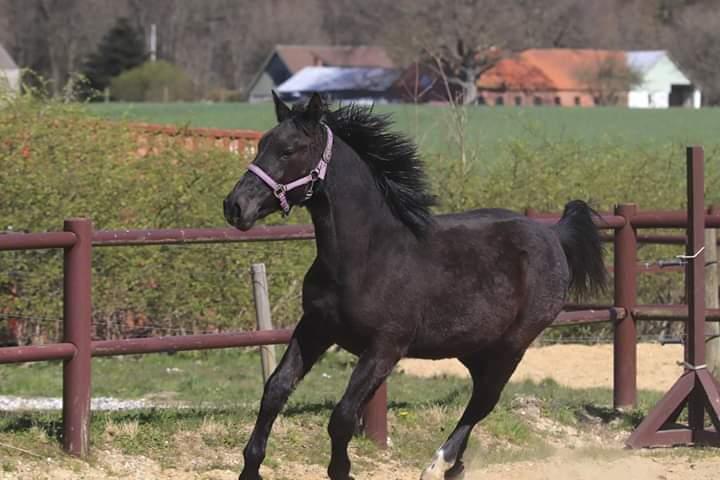 Oldenborg Lenoa højbogård billede 18