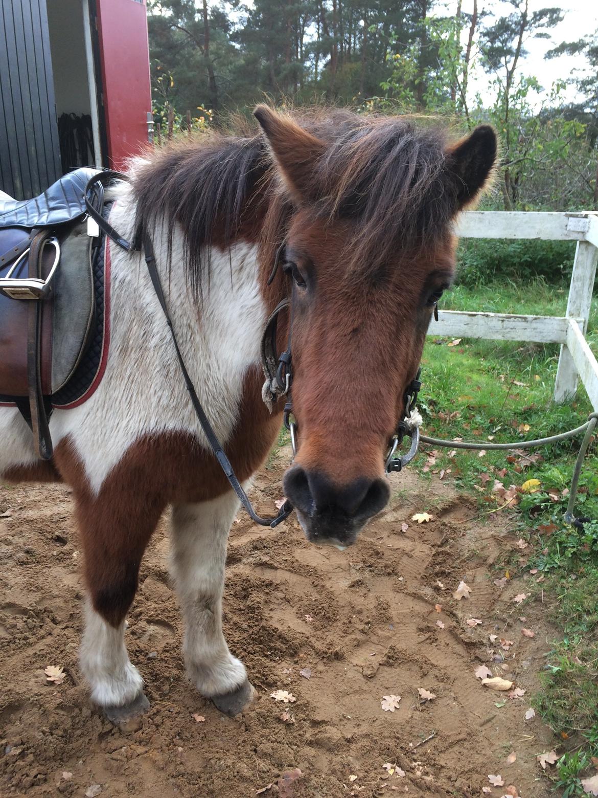 Islænder Thor  - Klar til tur :) billede 2